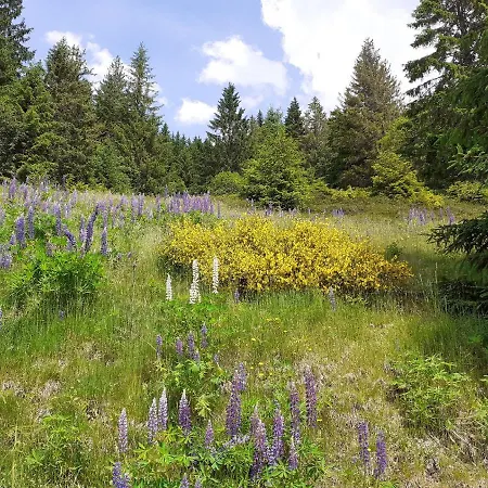 Ferienwohnung Sonnen Strahl דירה טודמוס