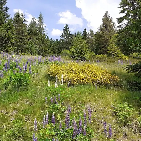 Sonnen Strahl Todtmoos